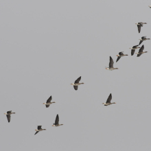 Стая пискулек и белолобых гусей в дельте реки Ола, 13.05. 2012 год.
