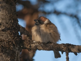 bird_polevoy_vorobey