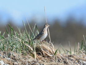 bird_polevoy_zhavoronok