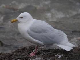 bird_polyarnaya_chayka