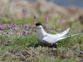 bird_polyarnaya_krachka