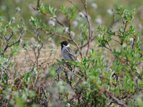 bird_polyarnaya_ovsyanka