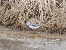 bird_porucheynik