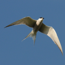 Речная крачка, Ольская лагуна, 30.07. 2010 год.