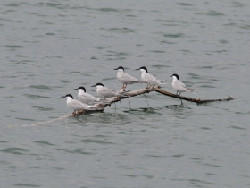 bird_rechnaya_krachka