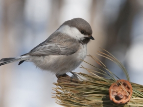 bird_serogolovaya_gaichka