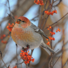 Молодой щур, г. Магадан, 05.12. 2012 год.