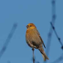 Молодой щур, г. Магадан, 16.01. 2014 год.