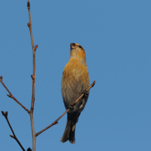 Молодой щур, г. Магадан, 16.01. 2014 год.