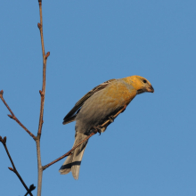 Молодой щур, г. Магадан, 16.01. 2014 год.
