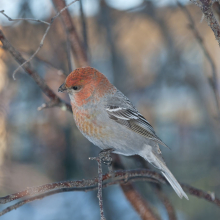 Молодой щур, г. Магадан, 17.01. 2014 год.