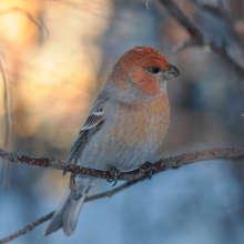 Молодой щур, г. Магадан, 17.01. 2014 год.
