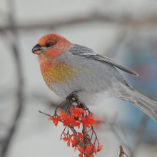 Молодой щур. г. Магадан, 06.12. 2012 год.