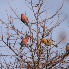 Щуры, окрестности Магадана, 23.01. 2016 год.
