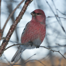 Самец щура, г. Магадан, 19.01. 2014 год.