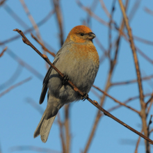 Самка щура, г. Магадан, 07.01. 2013 год.