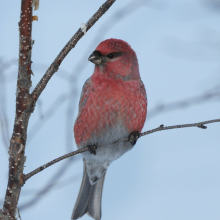 Самец щура, г. Магадан, 19.01. 2014 год.