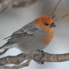 Молодой самец щура, г. Магадан, 08.12. 2012 год.