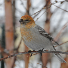 Молодой щур, г. Магадан, 16.02. 2014 год.
