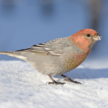 Молодой щур, г. Магадан, 20.02. 2014 год.
