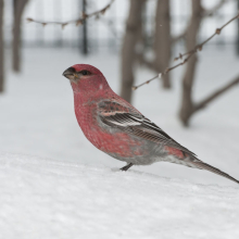 Самец щура, г. Магадан, 16.02. 2014 год.