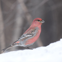 Самец щура, окрестности Магадана, 08.04. 2014 год.