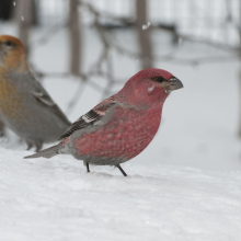 Щуры, г. Магадан, 16.02. 2014 год.