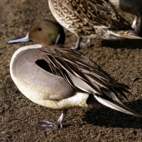 Самец шилохвости, остров Хоккайдо, апрель 2004 год.