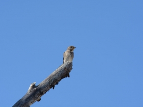 bird_sibirskaya_mukholovka