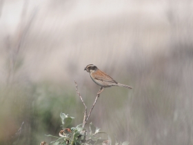 bird_sibirskaya_zavirushka