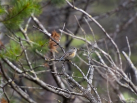 bird_sinekhvostka