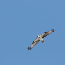 Скопа, Ольская лагуна, 12.05. 2015 год.