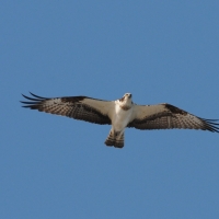 Скопа, Ольская лагуна, 13.05. 2015 год.