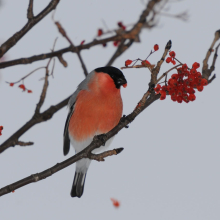 Снегирь, г. Магадан, 04. 12. 2012 год.