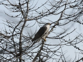 bird_teterevyatnik