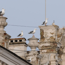 Тихоокеанские чайки на крышах Магадана, 26.04. 2013 год.