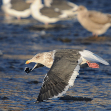 Тихоокеанская чайка в бухте Гертнера, 26.10. 2014 год.