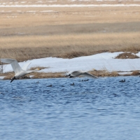 Тундровые лебеди, Ольская лагуна, 12.05. 2015 год.