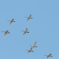 Тундровые лебеди, Ольская лагуна, 12.05. 2015 год.