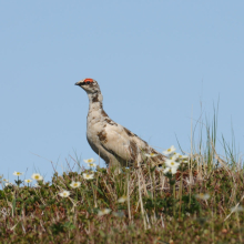 Самец тундряной куропатки, остров Завьялова, 22.06. 2010 год.