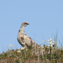 Самец тундряной куропатки, остров Завьялова, 22.06. 2010 год.