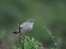 bird_vesnichka