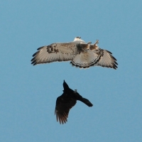Ворон и зимняк над ольскими полями, 14.05 .2015 год.