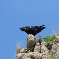 Самец ворона в устье Олы, 21.06. 2015 год.
