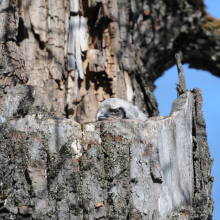 Птенец ястребиной совы в гнезде, окрестности п. Ола, 08.06. 2013 год.