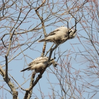Пара ястребиной совы, окрестности посёлка Ола, 12.05. 2013 год.