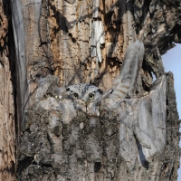 Самка ястребиной совы, окрестности посёлка Ола, 12.05. 2013 год.