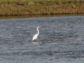 bird_yuzhnaya_belaya_tsaplya