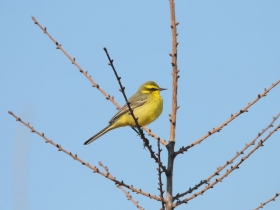 bird_zelenogolovaya_tryasoguzka