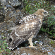 Птенец зимняка, верховья реки Лахтина (северная Корякия), 07.08. 2013 год.